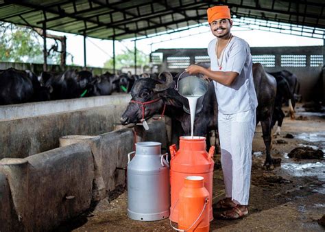 Transforming Indias Dairy Sector An In Depth Look At Restructured