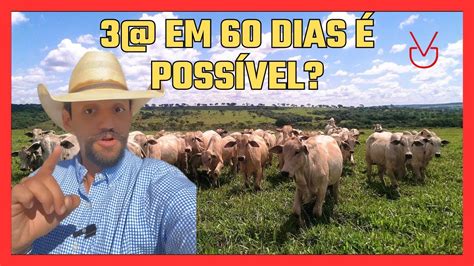 COMO CONSEGUIR FAZER O GADO GANHAR 3 EM 60 DIAS VICTOR DARIDO