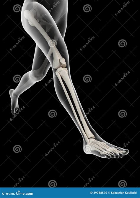 Anatomy Of The Leg Bones Stock Photography | CartoonDealer.com #39788570