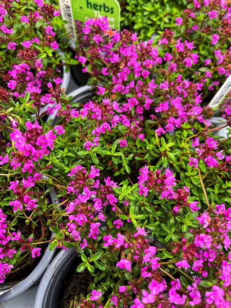 Urban - Creeping Red Thyme is incredibly popular this week, and we