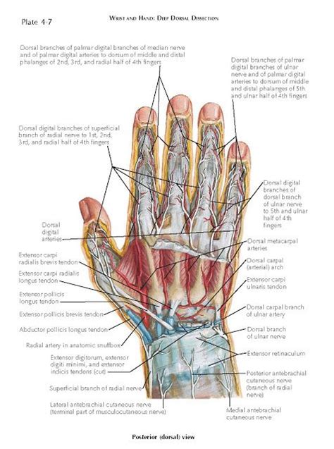 Tendon Diagram Hand - Unit 2 Anatomy Diagrams - Biology Biol&241 with ...