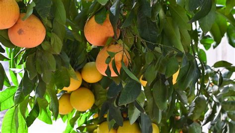 Грейпфрут - посадка, выращивание, уход, особенности