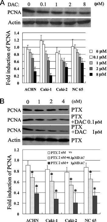 Demethylating Agent 5 Aza 2′ Deoxycytidine Enhances Susceptibility Of