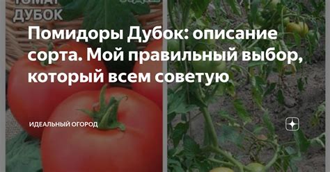 Помидоры Дубок: описание сорта. Мой правильный выбор, который всем ...
