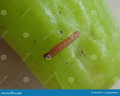 The Larvae of Rose Apple Fruit Borer Stock Image - Image of larvae ...