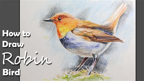 How To Draw A Robin Bird With Colored Pencil Step By Step Youtube