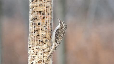 12 Top Winter Bird Feeding Tips - Birds and Blooms