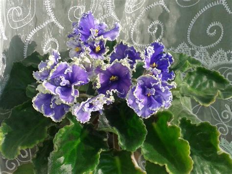 Ек Наутилус Фиалка Фото – Telegraph