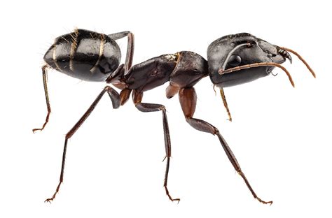 Unwanted Ten-Ants - Early Season Ant Activity in Your Home