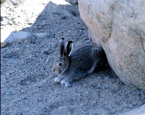 Arctic Hare - Lepus arcticus - NatureWorks