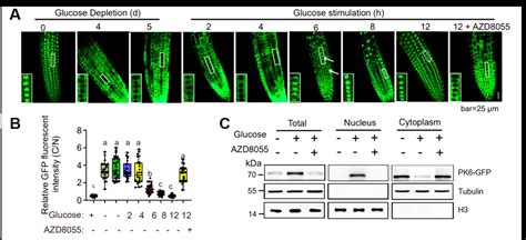 Nature Plants 中科大丁勇课题组发现丙酮酸激酶磷酸化组蛋白h3t11调控植物开花时间与发育进程的新机制