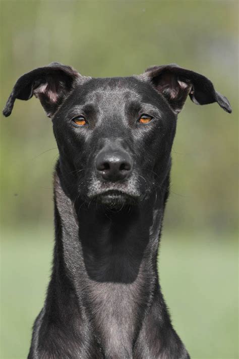 Galgo Español Cuidados Comportamiento Y Características