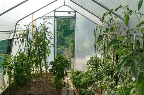 Modern Greenhouse With Tomato Plants Eco Farming Stock Photo Image