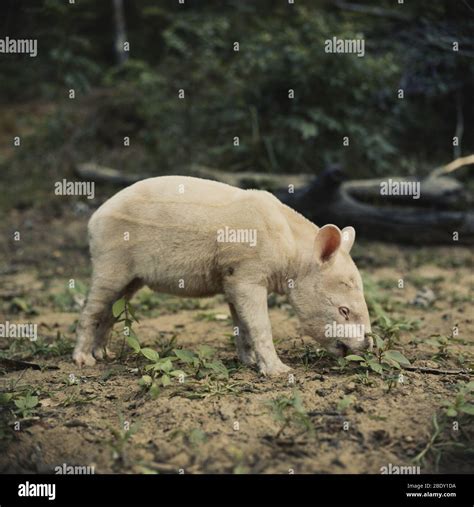 Albino tapir hi-res stock photography and images - Alamy