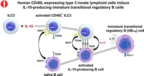 Human CD40 Ligandexpressing Type 3 Innate Lymphoid Cells Induce IL 10