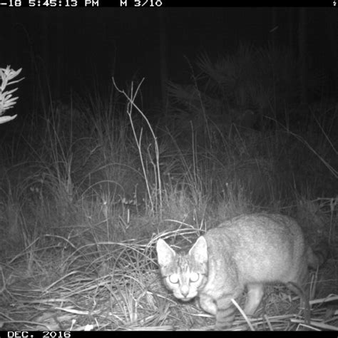 Three Feral Cats Spotted With Trail Camera At Site 3 Top Site 8