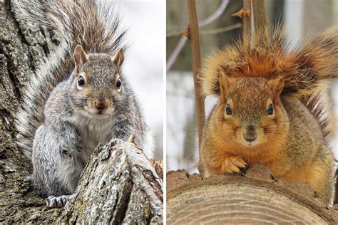 What's the difference: Eastern fox squirrel vs. eastern gray squirrel ...