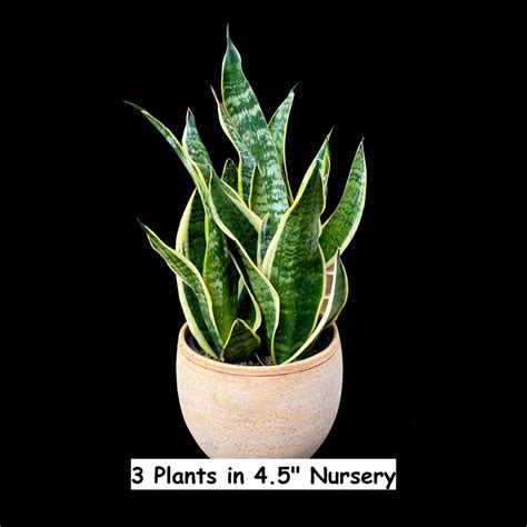 Snake Plant Mother-in-law's-tongue Plant Sansevieria Zeylanica ...