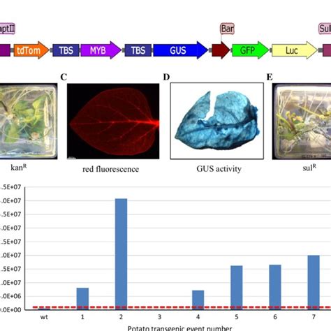 Genomic Pcr Screening Of The 10 Stack Transgenic Potato Plants Seven Download Scientific