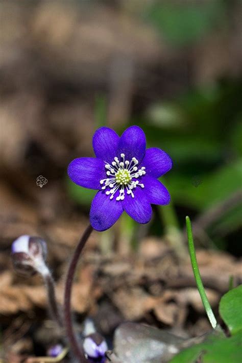 Przylaszczka Pospolita Hepatica Nobilis