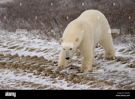 Curious Polar Bear Close Encounter As Bear Walks Close By People At