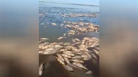 Los Efectos De La Sequ A Miles De Peces Aparecieron Muertos En Una