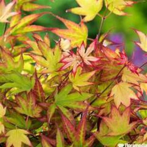 Promo Erable Japonais Acer Palmatum Vari Pot L Chez Truffaut