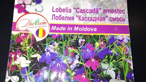 ЛОБЕЛИЯ "Каскадная"смесь/Lobelia "Cascadă" amestec/Сею Лобелию/Как ...