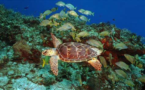 The best snorkeling in Mexico | OutsiderView