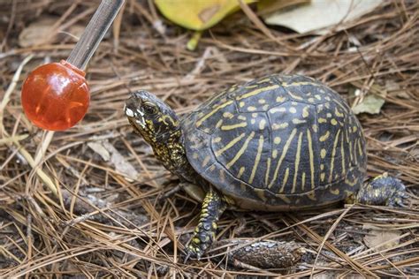 Meet the Animals: Box Turtles - Brevard Zoo Blog