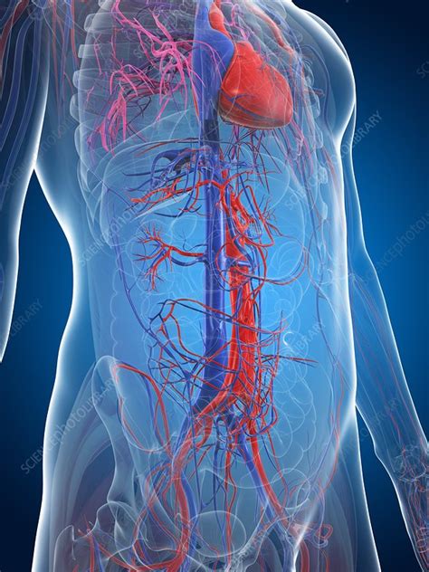 Male Cardiovascular System Artwork Stock Image F006 8386 Science