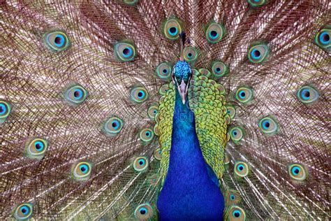 Blue Colorful Male Peacocks Patterned And Textured Feather Disp Stock