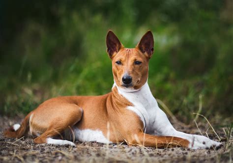 Basenji: Conheça a raça que não late