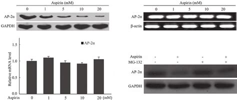 Aspirin Induces Ap2α Degradation Mda Mb 453 Cells Were Incubated With