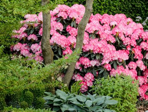 Rhododendron Snoeien Hoe En Wanneer Doe Je Dat Het Beste Gardeners