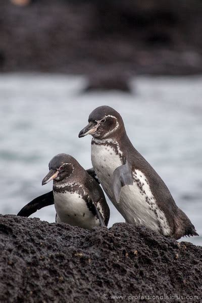 Galapagos Penguins - Home