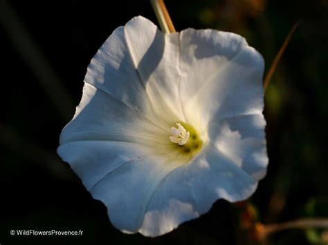 Convolvulus arvensis - wild in Provence