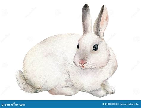 Cute Watercolor Bunny Beautiful Rabbit Hand Drawing Illustration