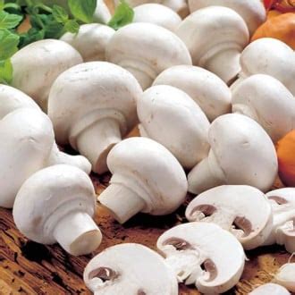 Купить грибной мицелий с доставкой почтой в Минске, Беларуси | интернет ...