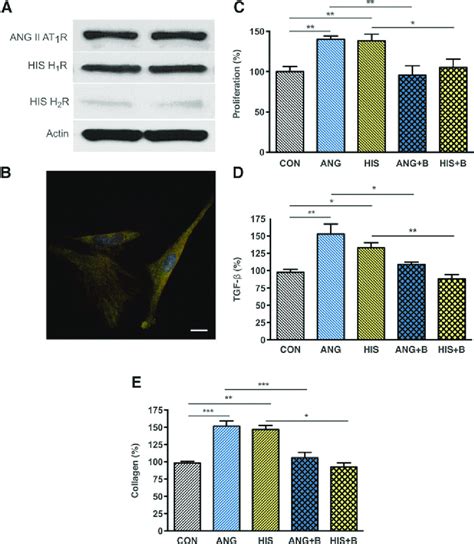 Ang Ii And Histamine Activate Human Lung Fibroblasts A Western Blot