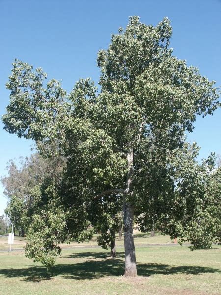 Kurrajong Tree Brachychiton Populneus Growing Guide