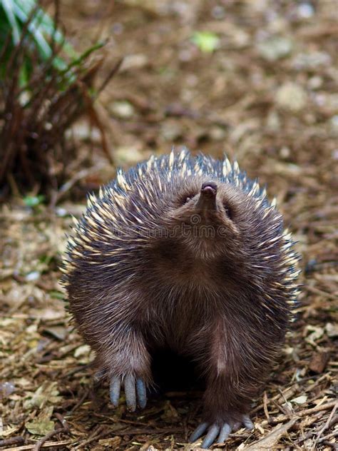 Amazing Short Beaked Echidna Stock Photo Image Of Powerfuldiggers