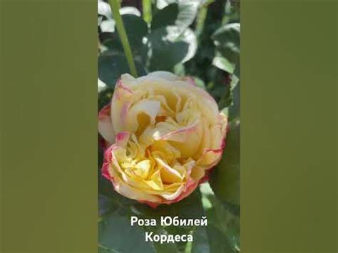 Роза Юбилей Кордеса/ rose Kordes' Jubilee #розарий #садоводство #roses ...