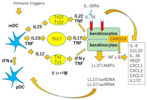 IJMS Free Full Text Recent Advances In Psoriasis Research The Clue