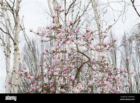 Magnolia X Loebneri Leonard Messel Magnolia Tree Stock Photo Alamy