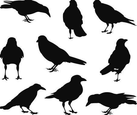 Crow Vector - ClipArt Best