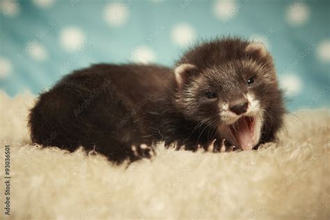 Yawning Ferret