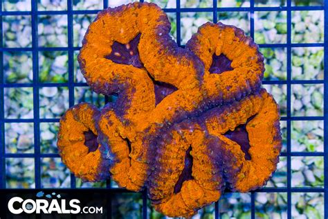 Lobophyllia Australia Bright Orange W Purple Centers