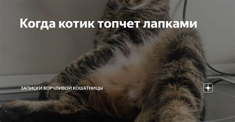 Когда котик топчет лапками | Записки ворчливой кошатницы | Дзен