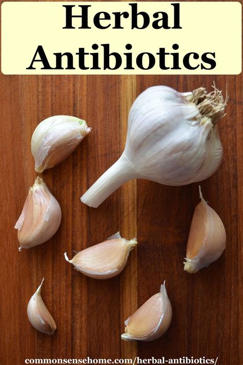 Herbal Antibiotics Natural Infection Fighters